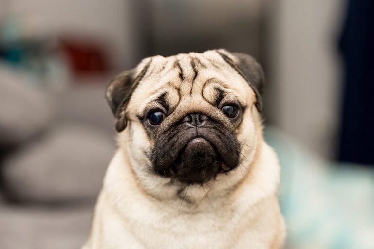 Are Pugs Friendly to Strangers? An In-Depth Look at Pug Pros, Cons & Personality