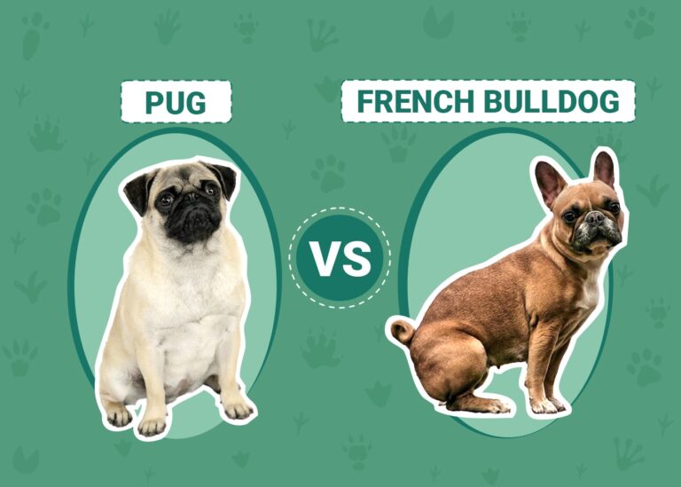 Pugs vs French Bulldogs: A Comprehensive Comparison for Dog Lovers