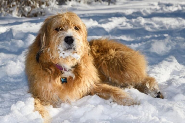 Pyredoodle (Great Pyrenees & Poodle Mix) Dog Breed: Pics, Info, Care & More!
