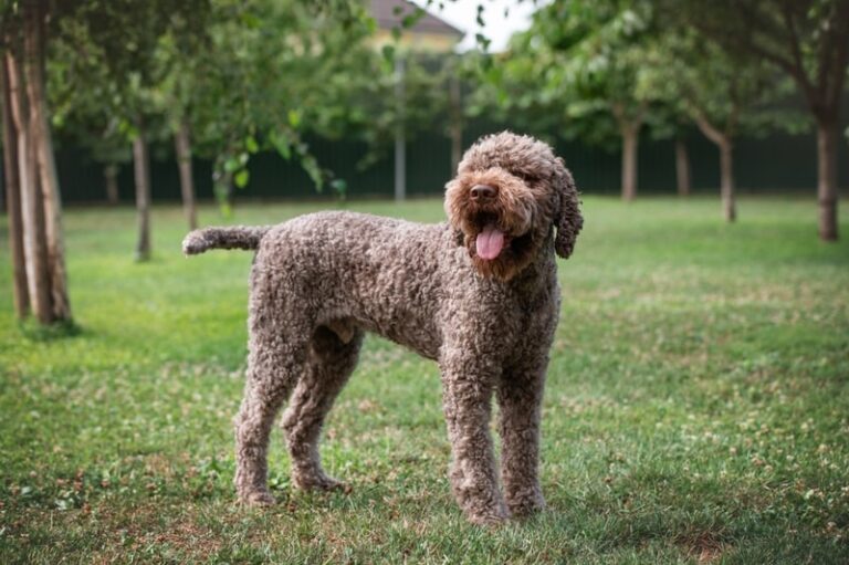 20 Rare Dog Breeds in the US: Pictures, Facts & History