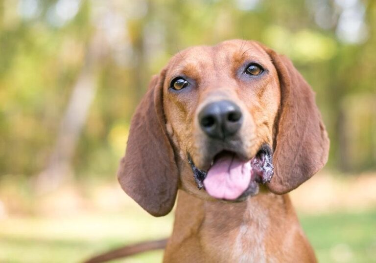 The Remarkable Redbone Coonhound: A Comprehensive Breed Guide