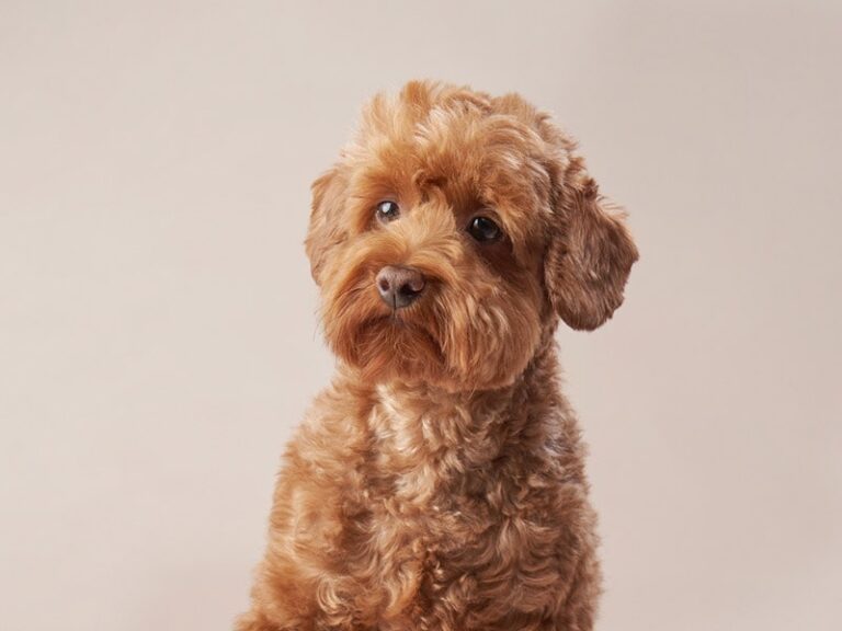 The Red Maltipoo: A Comprehensive Guide for Dog Lovers