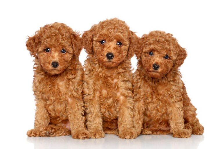 The Captivating World of Red Toy Poodles: A Comprehensive Guide