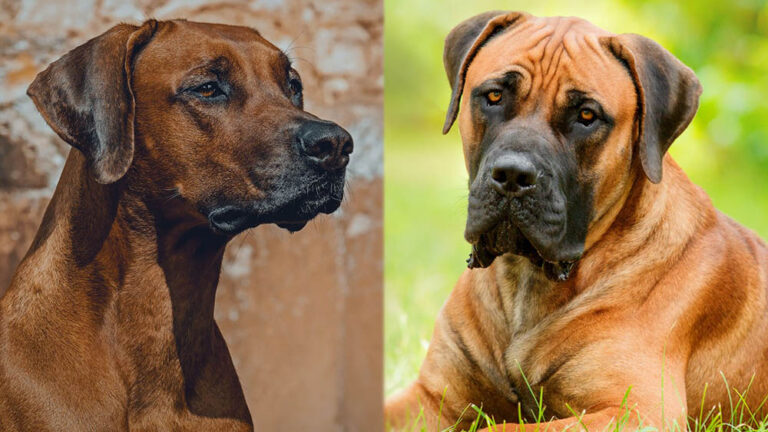 Everything You Need to Know About the Rhodesian Boerboel Mix