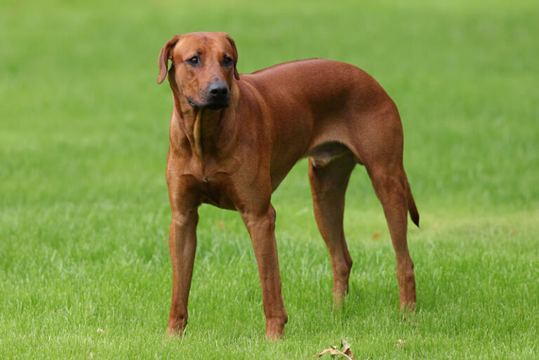 Rhodesian Ridgeback Price: Your Complete Guide to Costs in 2025