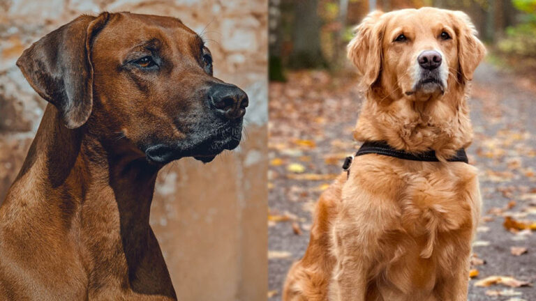 The Rhodesian Ridgeback Golden Retriever Mix: A Comprehensive Guide