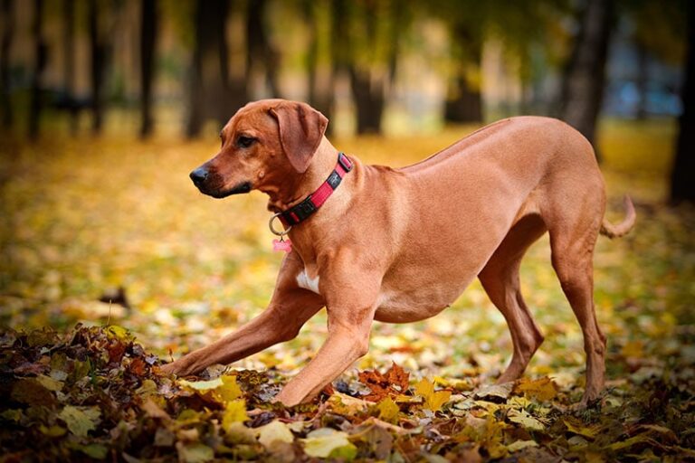 16 Different Rhodesian Ridgeback Mixes (With Pictures)