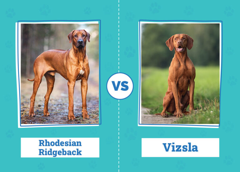 Rhodesian Ridgeback vs. Vizsla: An In-Depth Comparison for Dog Lovers
