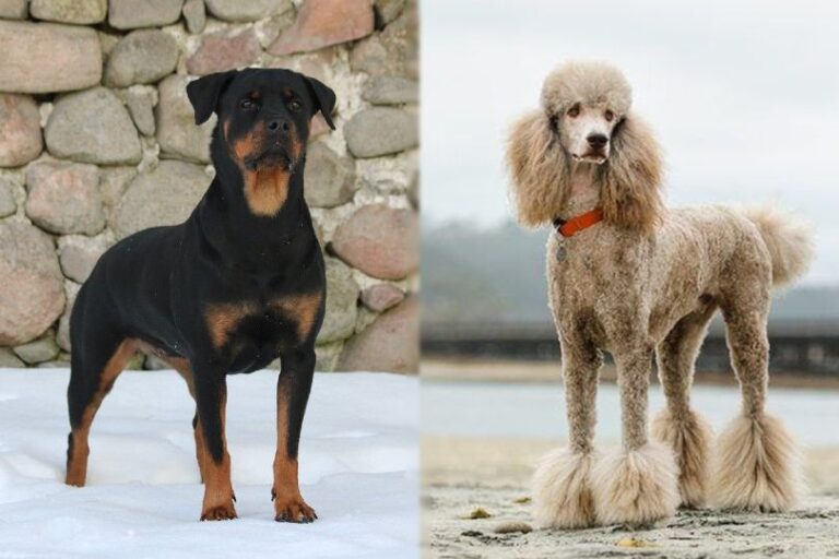 The Rottle: Your Guide to the Loyal and Lovable Rottweiler-Poodle Mix