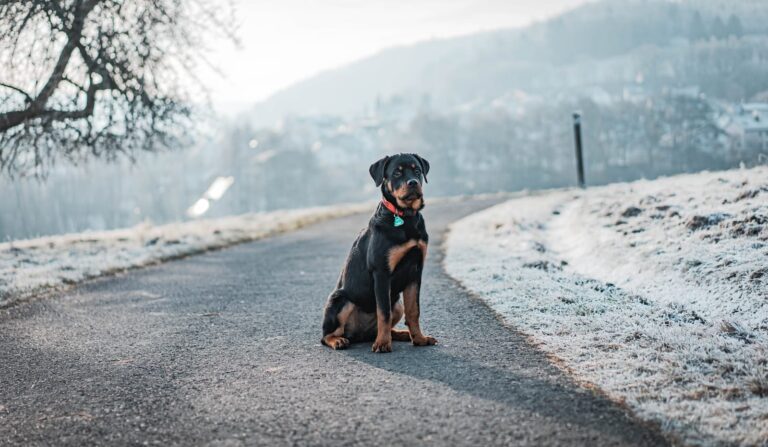 Rottweiler: The Loyal, Powerful and Misunderstood Gentle Giant