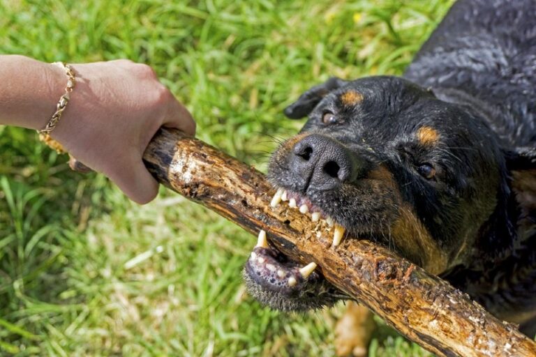 Discovering the Rottweiler: An In-Depth Look at Bite Force and Temperament