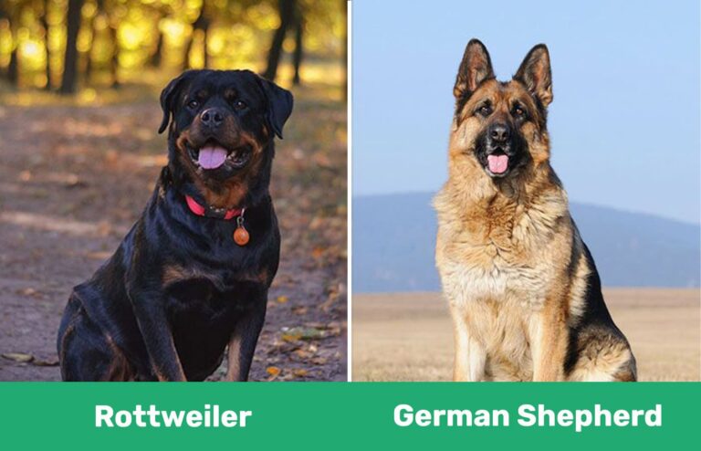 Rottweilers vs German Shepherds: A Comprehensive Guide for Dog Lovers