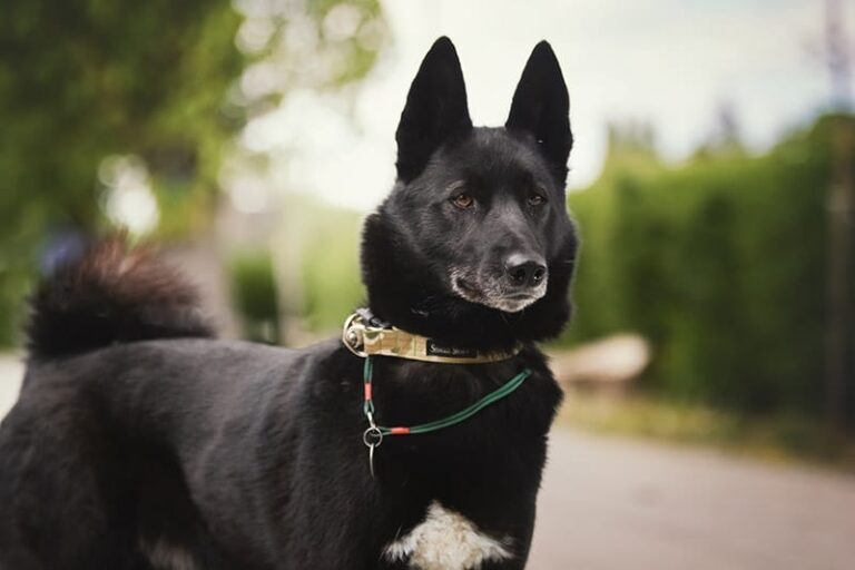 The Russian-European Laika: A Rare and Remarkable Hunting Dog