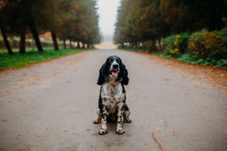 Russian Spaniel: Info, Pictures, Facts, & Traits