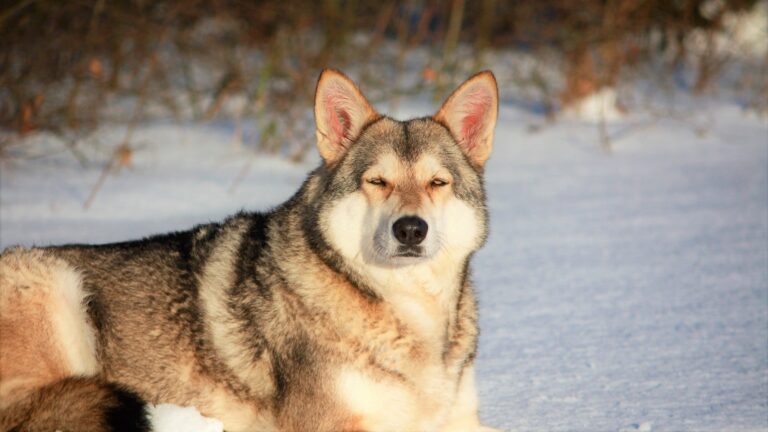 Saarloos Wolfdog Size: Everything You Need to Know About This Majestic Large Breed