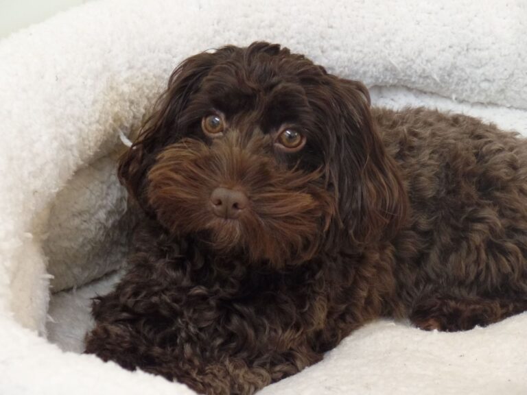 Sable Cockapoo: The Ultimate Guide for Dog Lovers