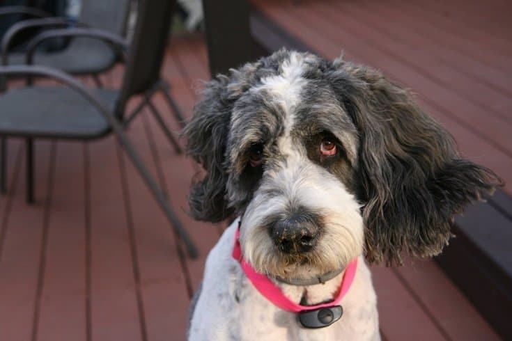 The Saint Berdoodle: A Gentle Giant and Devoted Family Companion - 33rd ...