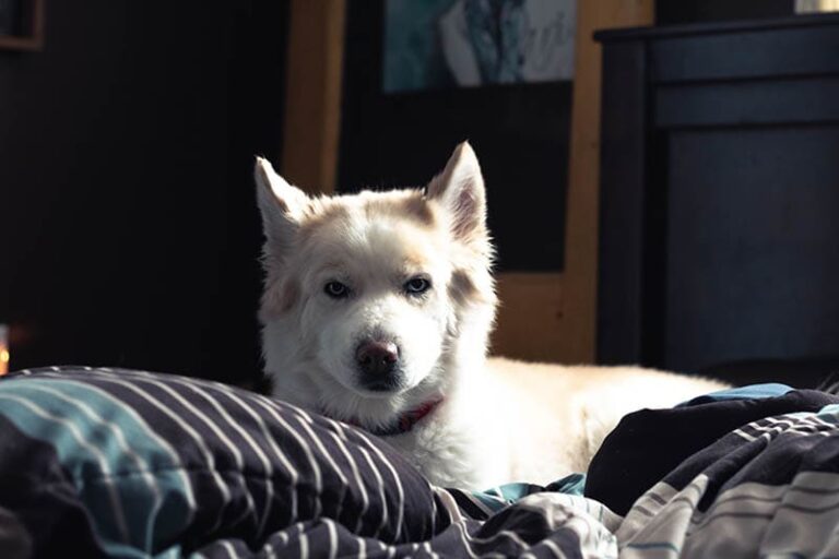 The Samoyed Husky Mix: A Comprehensive Guide for Dog Lovers