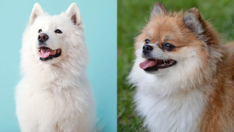 Samoyed Pomeranian Mix: Pictures, Care, Info & More