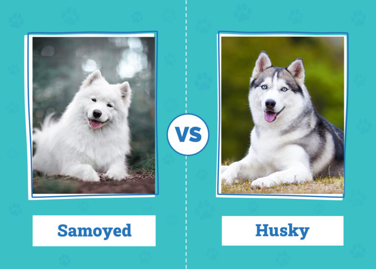 Samoyed vs. Husky: The Differences (With Pictures)