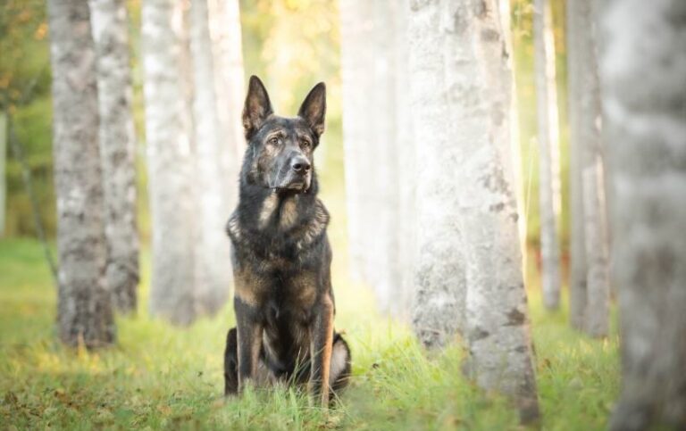 The Sarabi Dog: A Rare and Formidable Iranian Breed