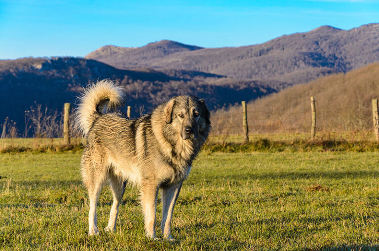 The Sarplaninac: Majestic Guardian of the Balkans