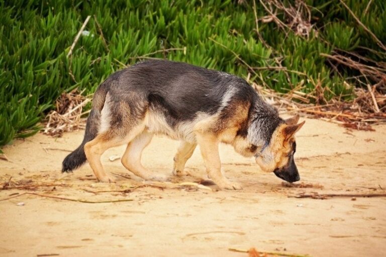 Scent Hounds: What Are They, Pros, Cons & FAQs