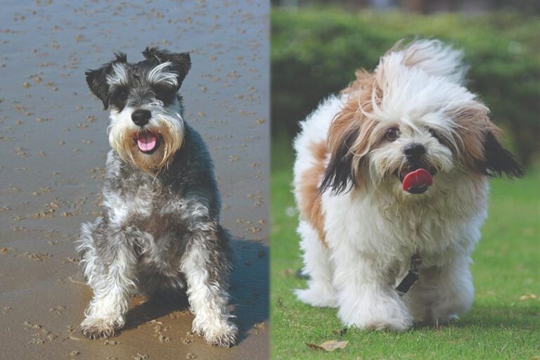 Schapso (Lhasa Apso & Miniature Schnauzer Mix): Pictures, Guide, Info & Care!