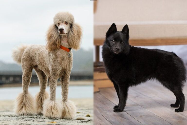 The Schipper-Poo: A Comprehensive Guide to the Schipperke Poodle Mix
