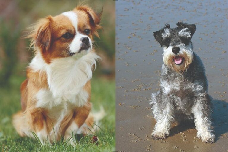 The Schnekingese: A Delightful Designer Dog with a Big Personality