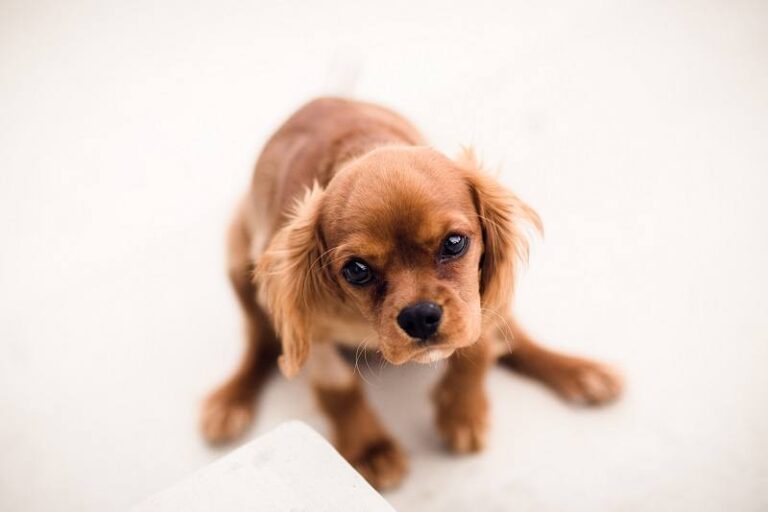 The Lovable Schweenie: A Comprehensive Guide to the Dachshund Shih Tzu Mix