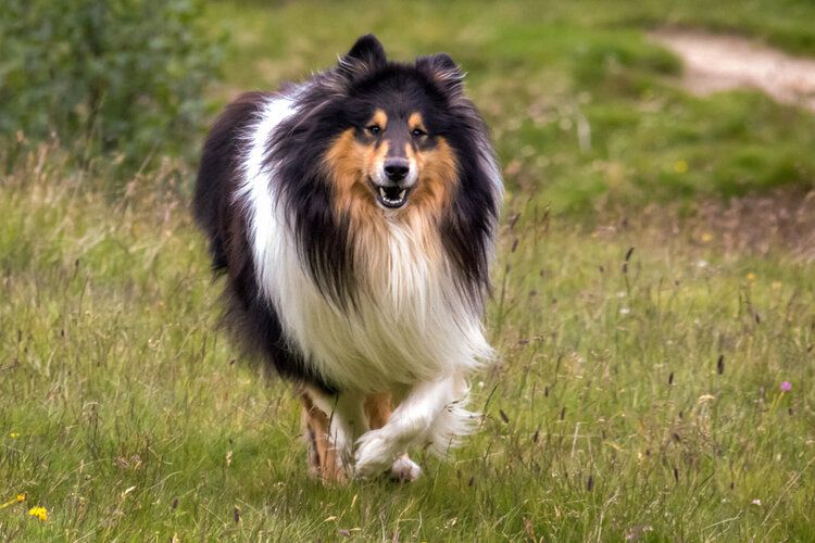The Scotch Collie: A Comprehensive Guide to the Breed