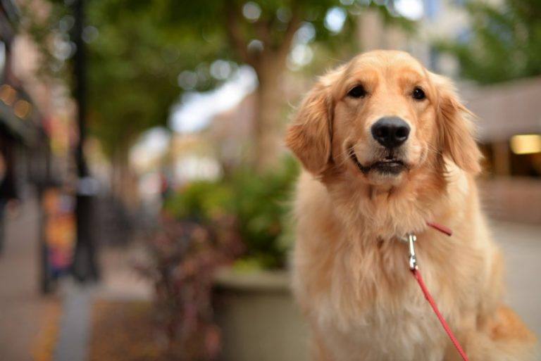 15 Scottish Dog Breeds (With Pictures)