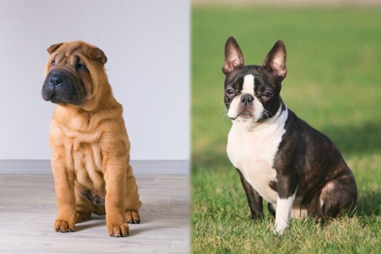 Sharbo (Boston Terrier & Shar-Pei Mix): Info, Pictures & Care Guide