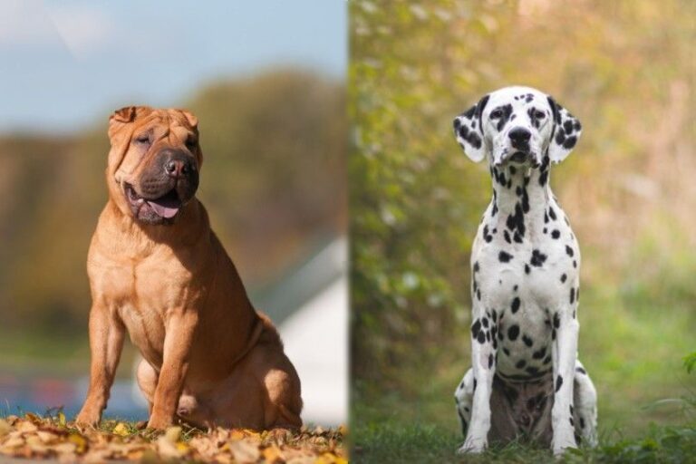 The Sharmatian: A Unique and Captivating Shar Pei-Dalmatian Mix