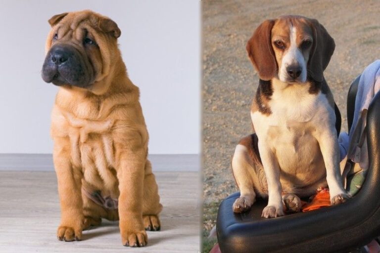 Sharp Eagle (Shar-Pei & Beagle Mix) Dog Breed: Info, Pics, Care & More!