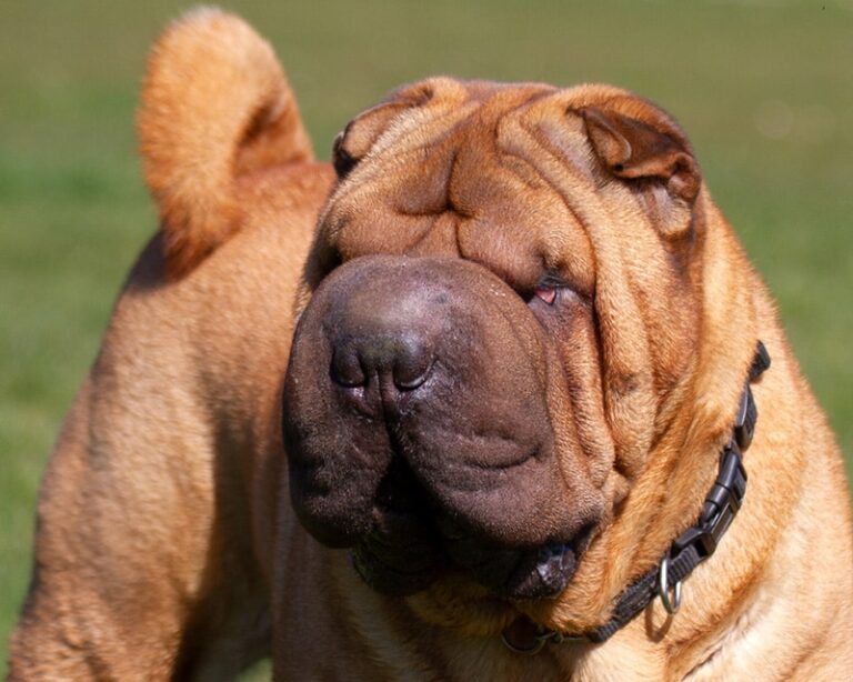 11 Shar-Pei Pros & Cons: What To Consider Before Bringing One Home