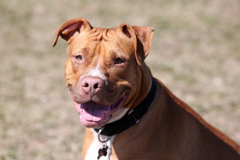 Brains, Brawn and Heart: The Remarkable Sharpull Terrier