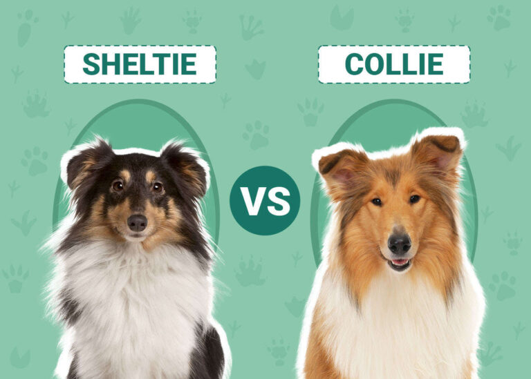Sheltie vs Collie: Differences Explained (With Pictures)