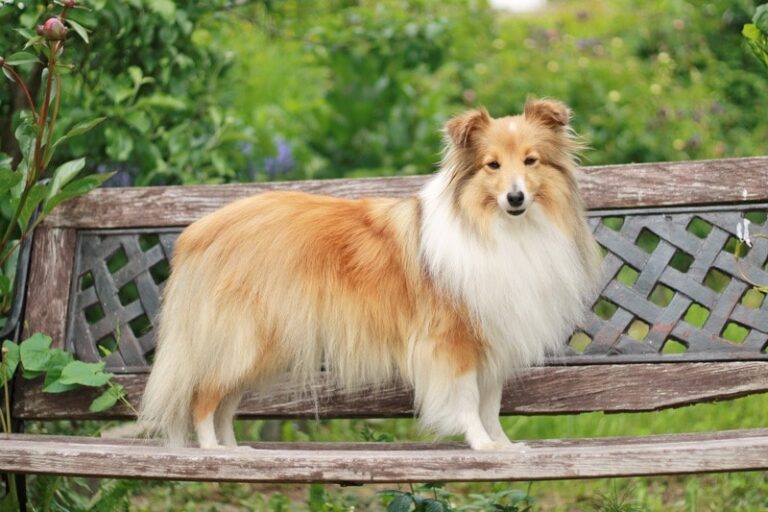 10 Surprising Sheltie (Shetland Sheepdog) Facts