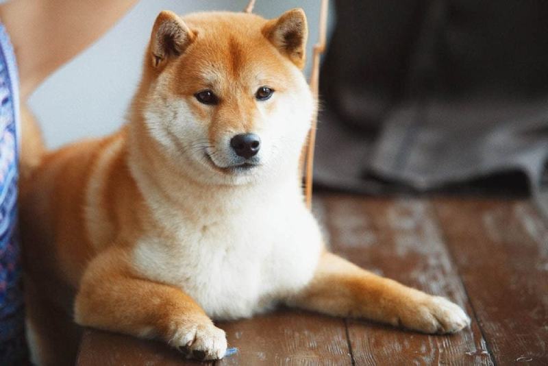 The True Cost of Shiba Inu Ownership in 2024 An Expert Guide for