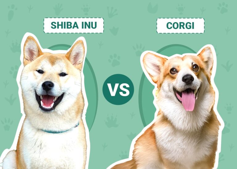 Shiba Inu vs. Corgi: Breed Comparison (With Pictures)