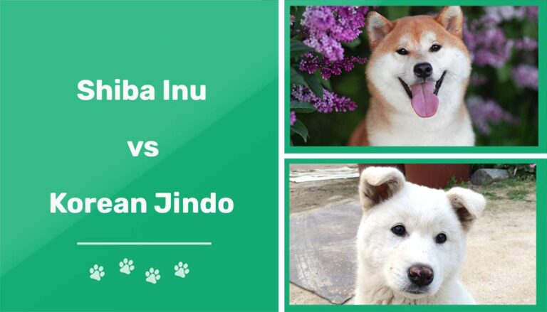 Shiba Inu vs Korean Jindo: Differences Explained (With Pictures)