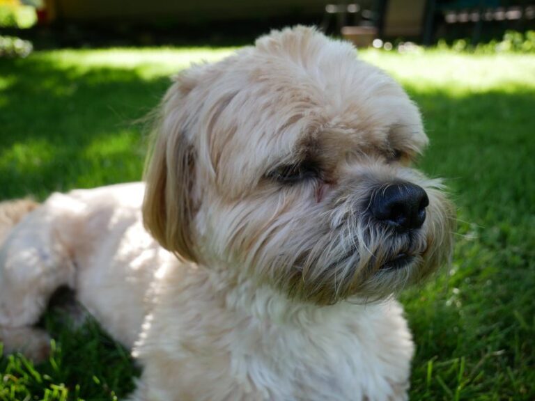 Shih Apso (Lhasa Apso & Shih Tzu Mix) Dog Breed: Info, Pics, Care & More!