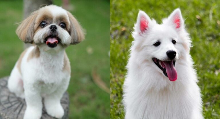 The Adorable Shih Mo: A Comprehensive Guide to the Shih Tzu and American Eskimo Mix