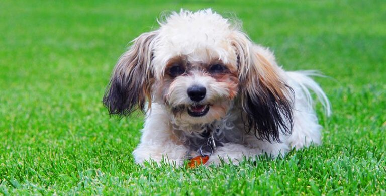 Shih-Poo (Shih Tzu & Poodle Mix): Info, Pictures, Care & More!