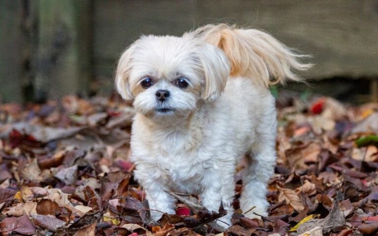 The True Cost of Shih Poo Ownership: A Comprehensive 2024 Expense Guide