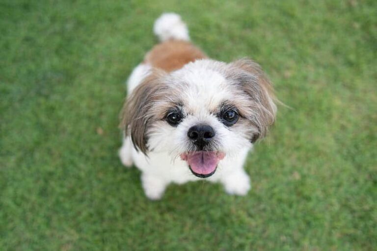 Shih Tzu: Dog Breed Info, Pictures, Care, Traits & More