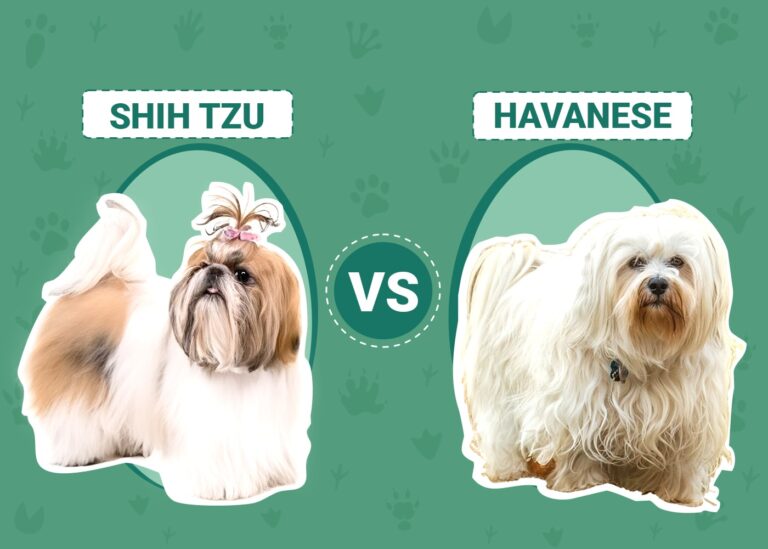 Shih Tzu vs. Havanese: An In-Depth Comparison for Dog Lovers