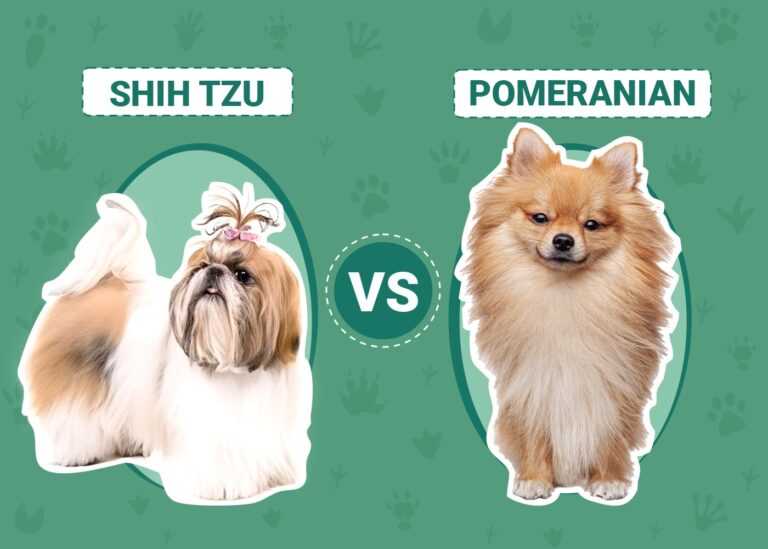 Shih Tzu vs Pomeranian: The Differences (With Pictures)